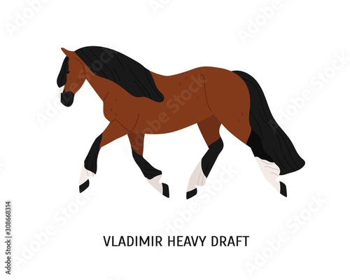 Vladimir heavy draft breed horse flat vector illustration