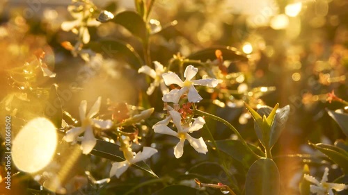 Beautiful flower garden under sunlight after the rain. Blur background of nature for wallpaper.