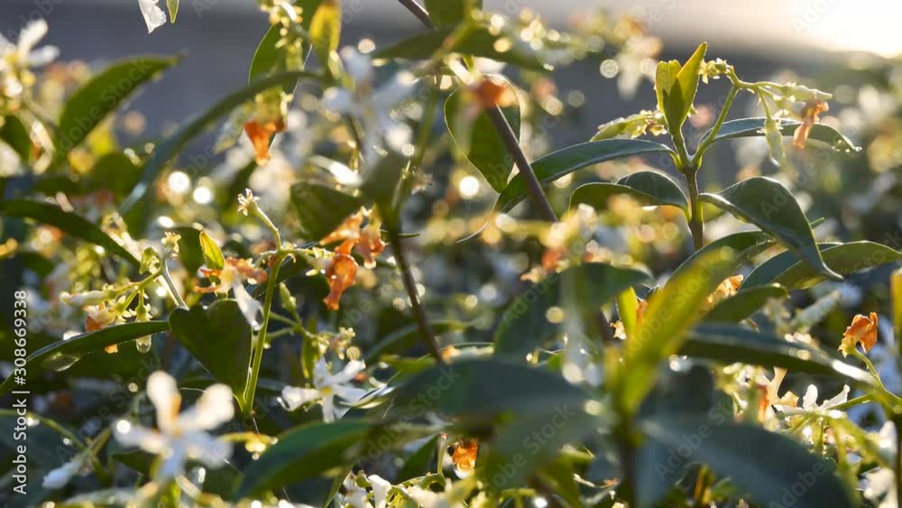 Beautiful flower garden under sunlight after the rain. Blur background of nature for wallpaper.