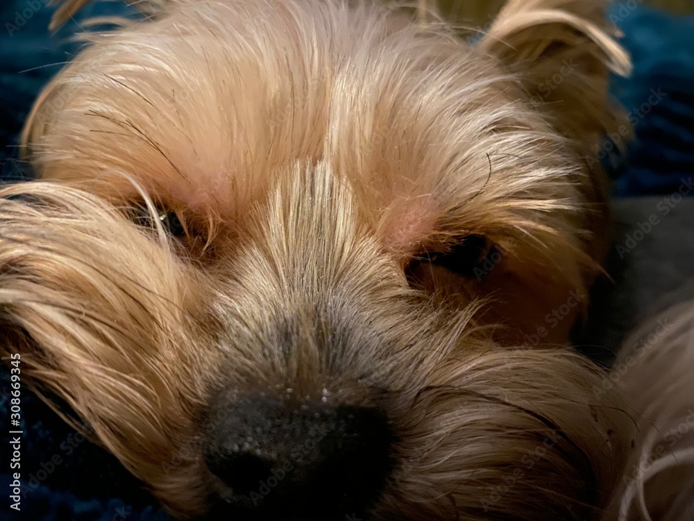 portrait of yorkshire terrier portrait of yorkshire terrier