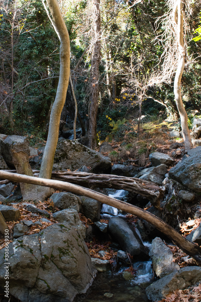 Obraz premium Out in the Woods #22