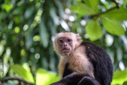 White faced Capuchin monkey in the Costa Rican jungle also known as organ monkey © Jorge Moro