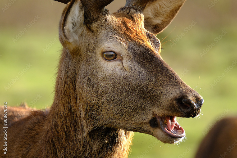 Red deer feeding in controlled park environent in the UK. Red deer feeding in controlled park environent in the UK.