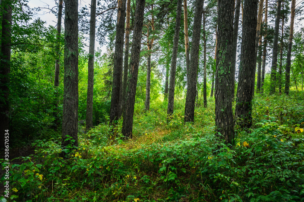 Beautiful place in deep of wild summer forest Beautiful place in deep of wild summer forest