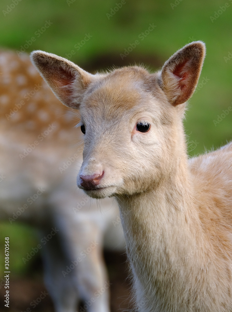 Young Fallow deer feeding in UK parkland. Young Fallow deer feeding in UK parkland.