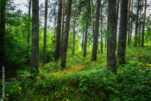 Beautiful place in deep of wild summer forest