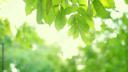 background with green leaves ,green leaves of a tree