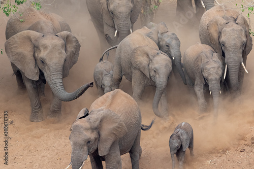 Photography Elephants running in a dry riverbed with lots of dust in Kruger National Park, S