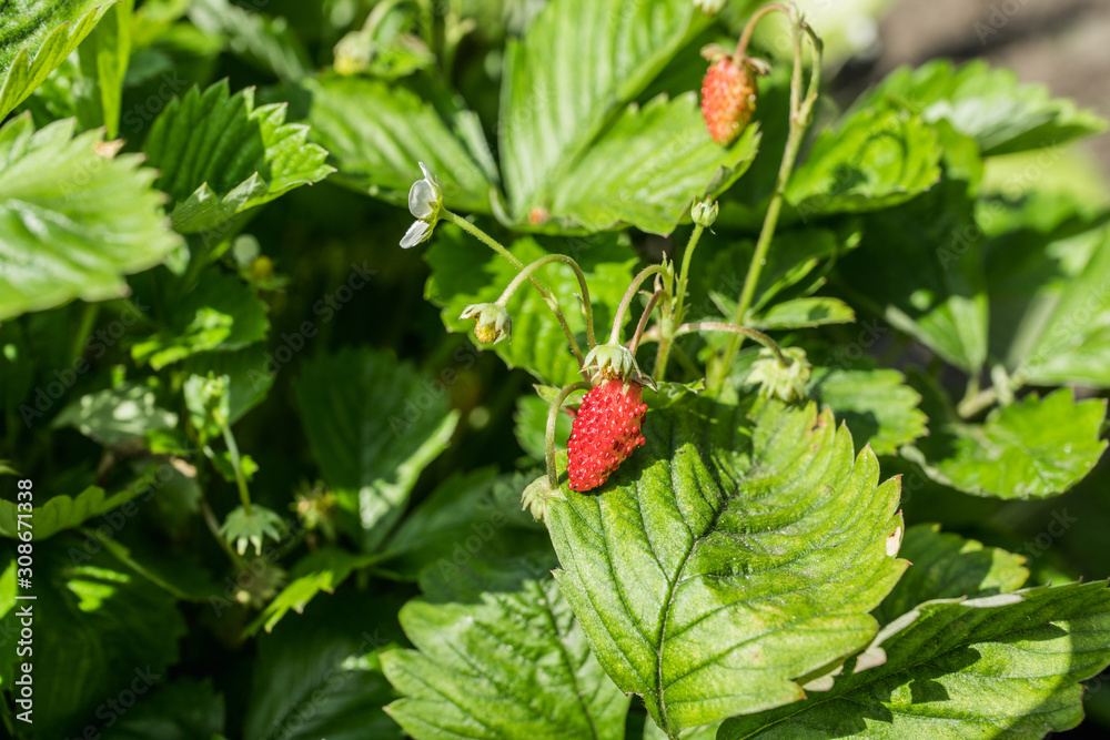 Red ripe strawberry in the garden. Selective focus. Shallow depth of field. Red ripe strawberry in the garden. Selective focus. Shallow depth of field.