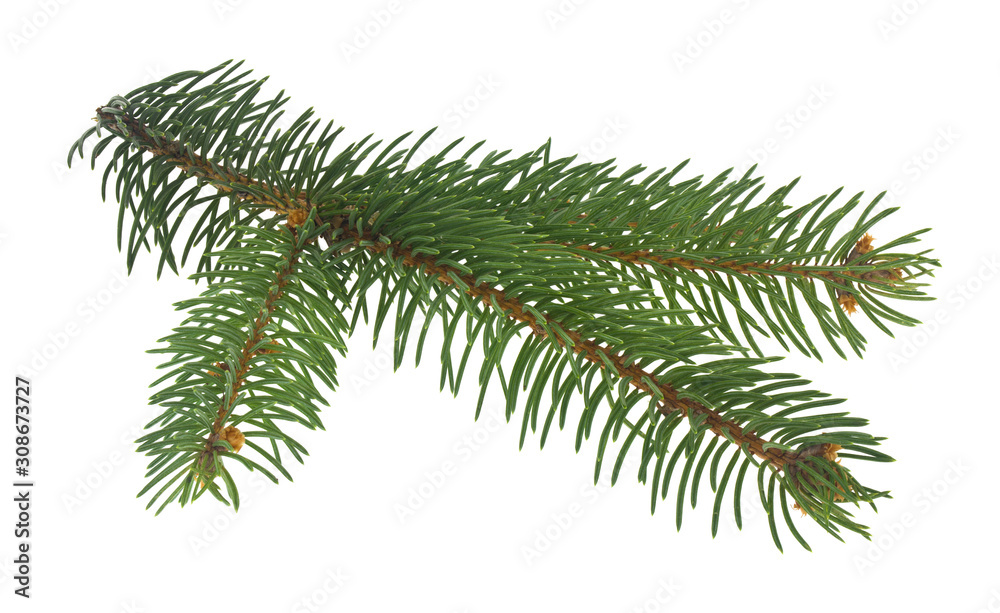 Green Christmas tree branch isolated on a white background close-up. Green Christmas tree branch isolated on a white background close-up.