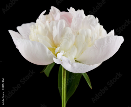 White peonies isolated on a black background close-up.