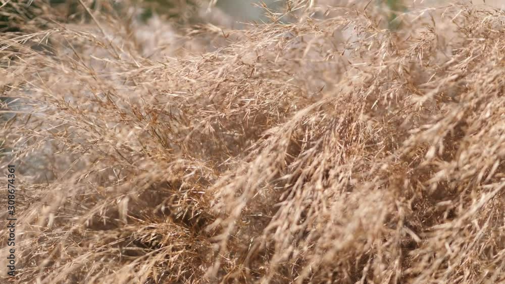 The grass blown by the wind, nature background concept. The grass blown by the wind, nature background concept.