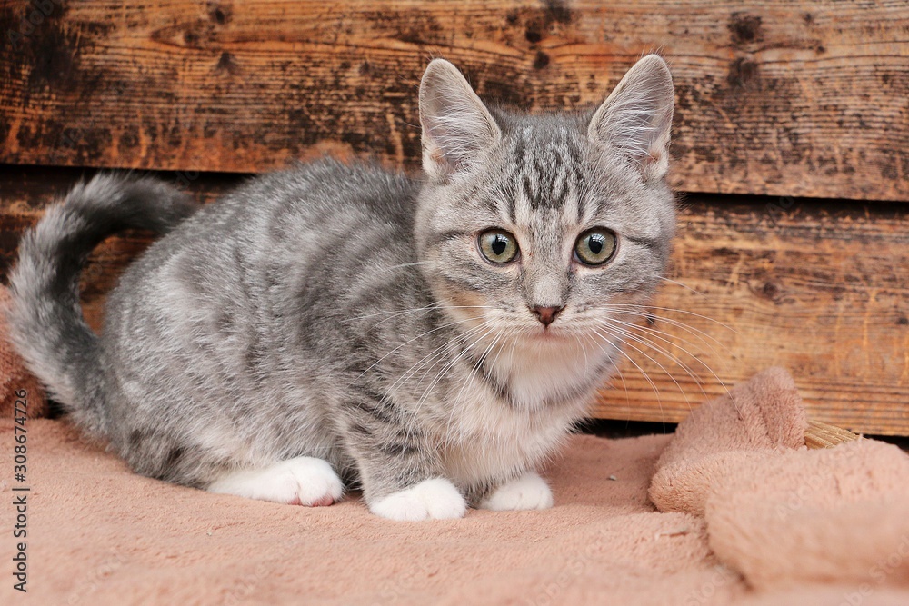 little gray kitten sits on a blanket in front of bucket of wood wall little gray kitten sits on a blanket in front of bucket of wood wall