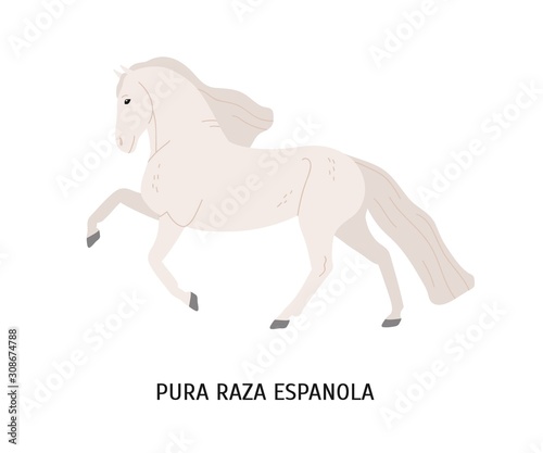 Pura Raza Espanola flat vector illustration