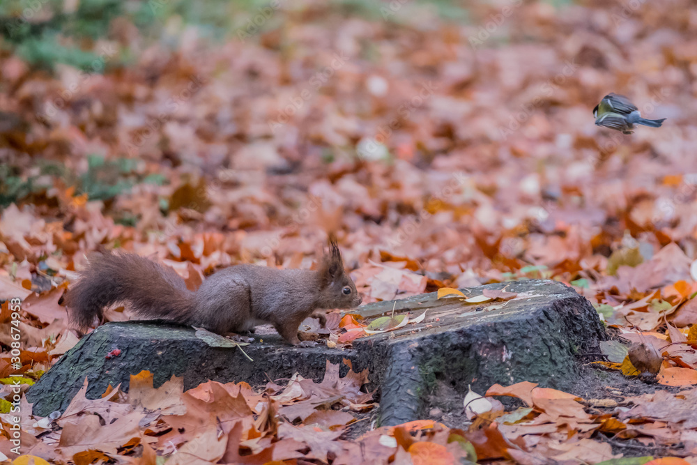 squirrel in the forest on a background of yellow leaves.