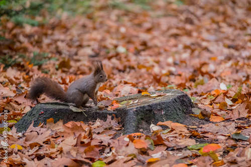 squirrel in the forest on a background of yellow leaves. © vitaprague