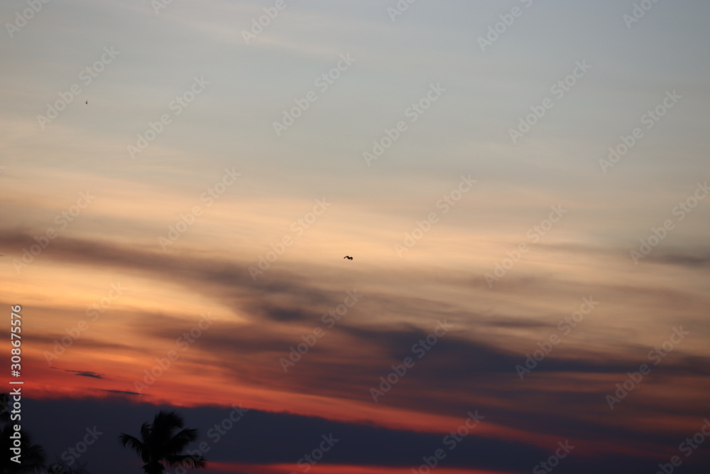 Tropical Palm Trees Silhouette Sunset or Sunrise .Mountain valley during sunrise.