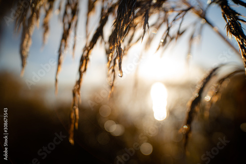 Close up of water drop on a reed plume with rising sun in the early morning © fotografiecor