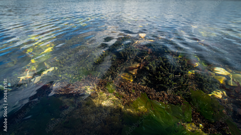 Clear lake water with aquatic plants, shells and a dynamic cloudy sky