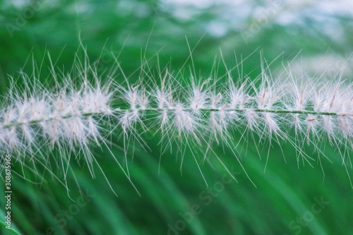 Closeup of beautiful grass flower (poaceae) blurred background. . Feather Grass in windy.