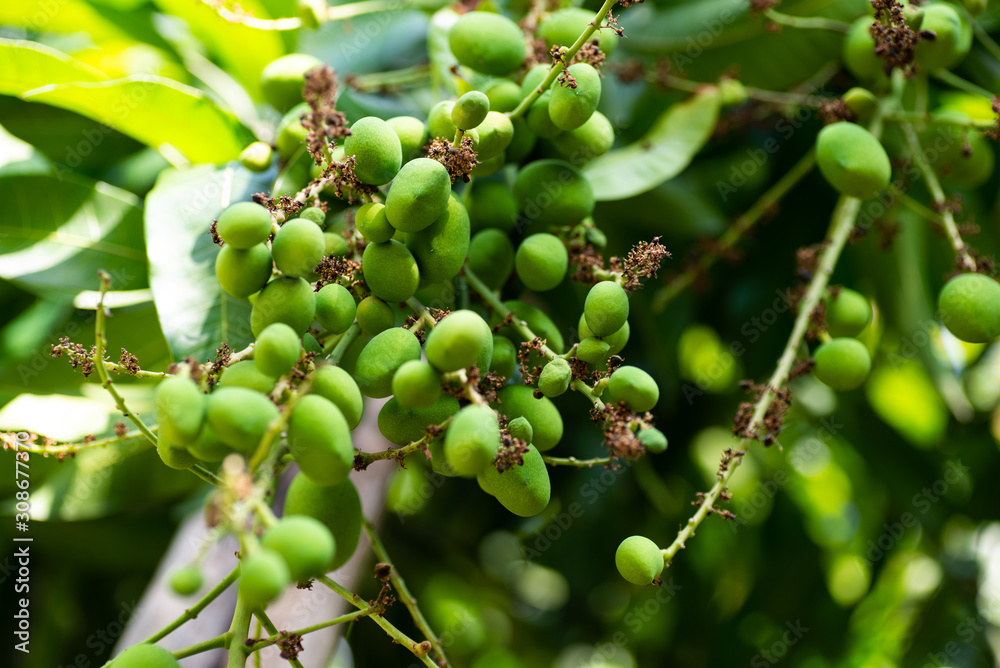 Close up small young green mango fruit on mango tree in garden on blurry background. Close up small young green mango fruit on mango tree in garden on blurry background.