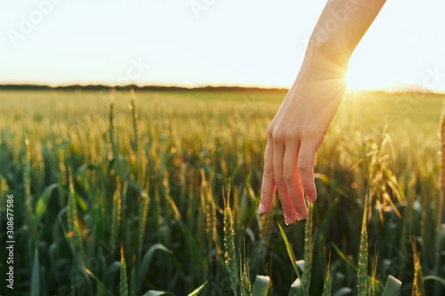 hand with wheat © SHOTPRIME STUDIO