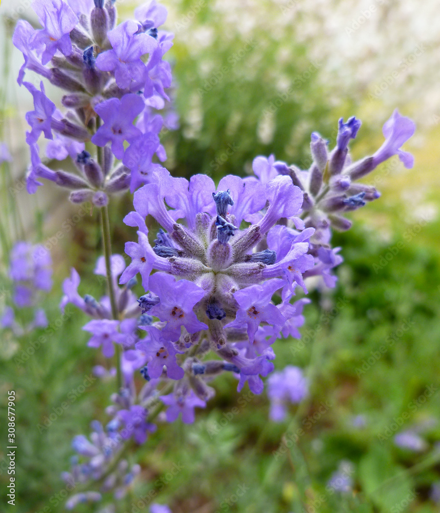 Purple Lavender blossom on stone background. Lavender bush growing in garden. Lavender flowers on ancient stone wall. Wild violet lavender blooming flowers. Provence nature. Countryside landscape Purple Lavender blossom on stone background. Lavender bush growing in garden. Lavender flowers on ancient stone wall. Wild violet lavender blooming flowers. Provence nature. Countryside landscape