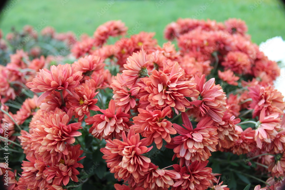 beautiful and colorful flowers in the park beautiful and colorful flowers in the park