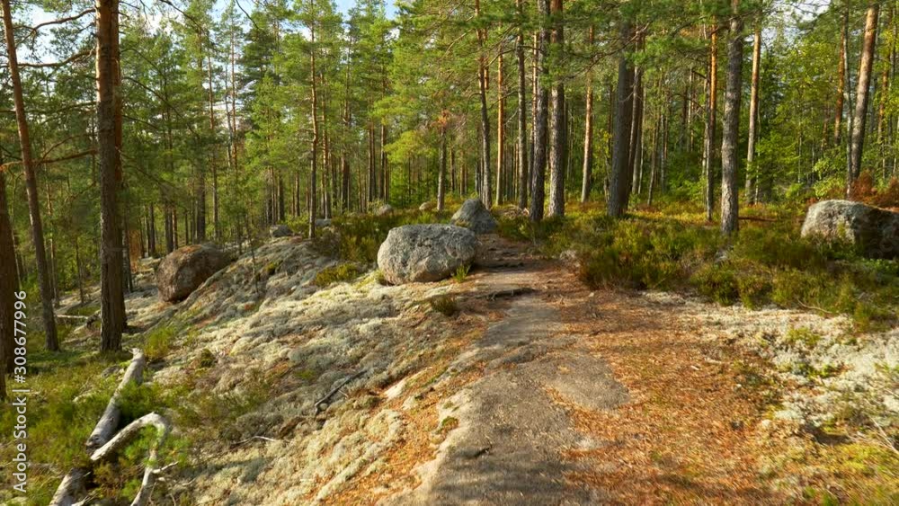 Repovesi National Park, Finland. Walking in wonderful serene autumn pine scandinavian forest lit by setting sun. Steadicam shot, 4K Repovesi National Park, Finland. Walking in wonderful serene autumn pine scandinavian forest lit by setting sun. Steadicam shot, 4K