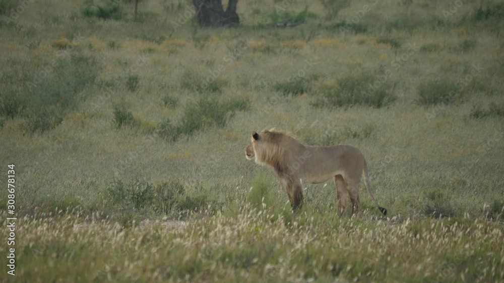African Lion in the Kgalagadi Transfrontier National Park, Botswana African Lion in the Kgalagadi Transfrontier National Park, Botswana