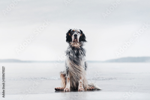 english setter on a winter background