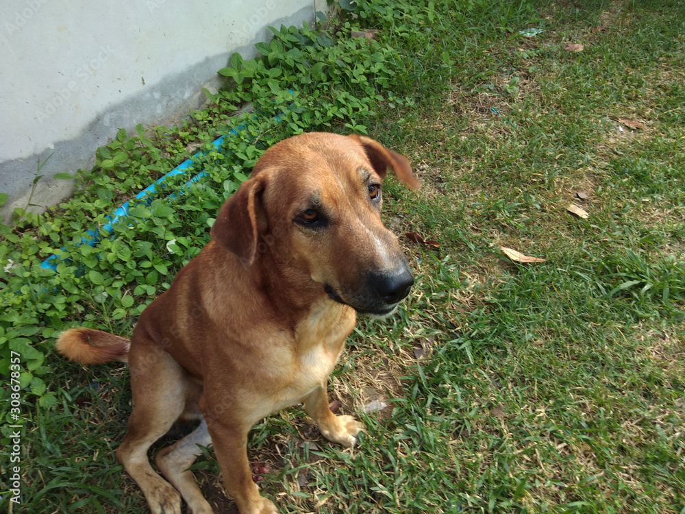 The brown dog sit on the grass.