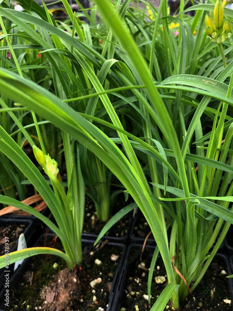 Medium wide shot of Stalks of stella de oro daylily in pots Medium wide shot of Stalks of stella de oro daylily in pots