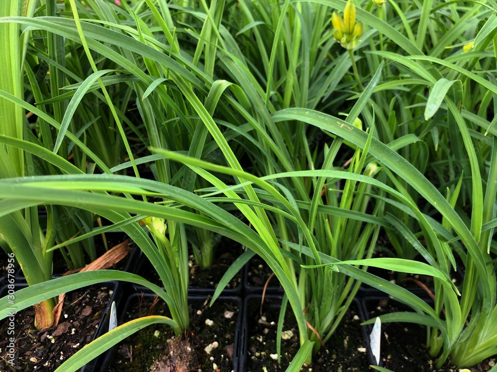 Wide shot of stella de oro daylily stalks planted in pots Wide shot of stella de oro daylily stalks planted in pots