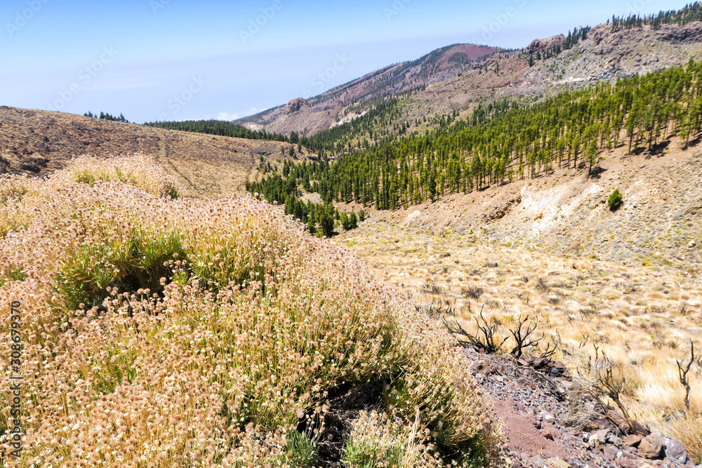 Parque nacional del Teide, Canary Islands, Spain. The road to the volcano Teide, beautiful landscape, vegetation, grass, bushes, the ground is covered in lava. After the eruption of the volcano. Luna Parque nacional del Teide, Canary Islands, Spain. The road to the volcano Teide, beautiful landscape, vegetation, grass, bushes, the ground is covered in lava. After the eruption of the volcano. Luna