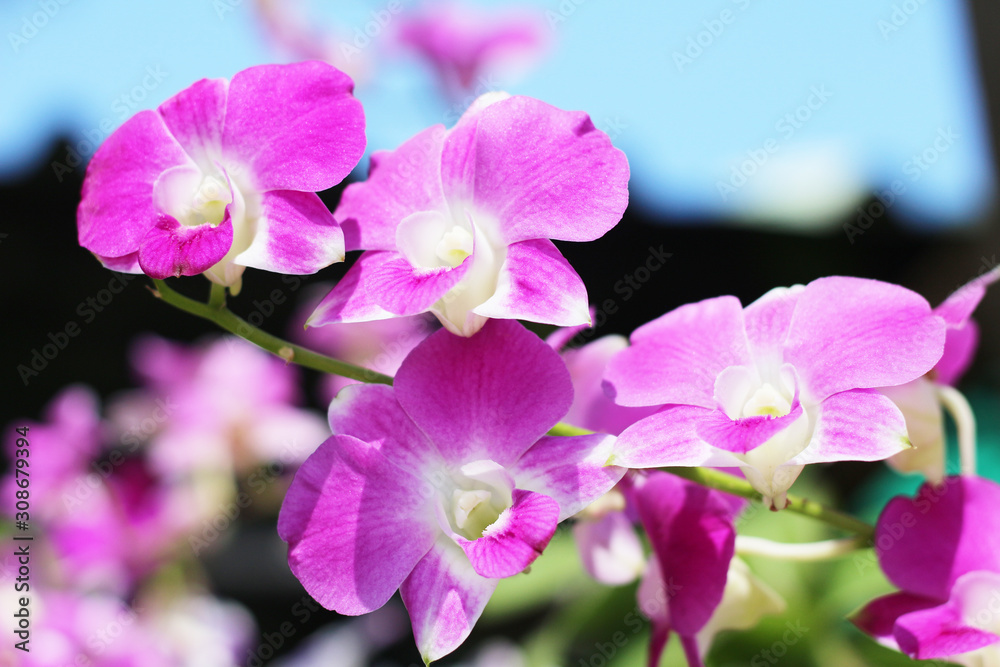 Beautiful purple orchid - phalaenopsis flower Beautiful purple orchid - phalaenopsis flower