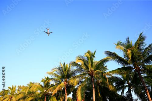 Coconut trees against a blue sky