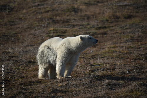 Polar Bear on Wrangel Island