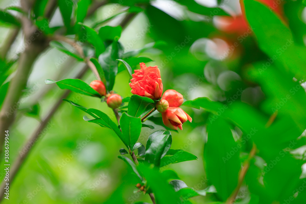 Pomegranate flowers in the park Pomegranate flowers in the park