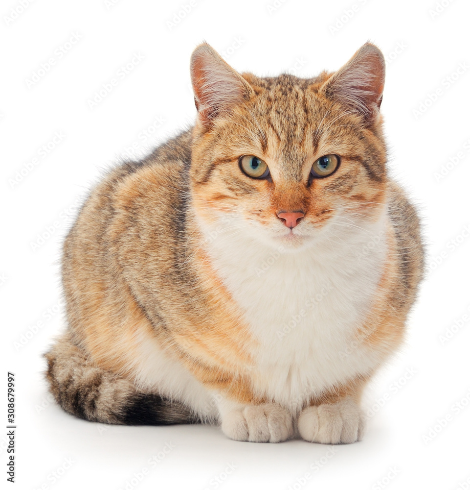 Obraz premium Brown house cat.