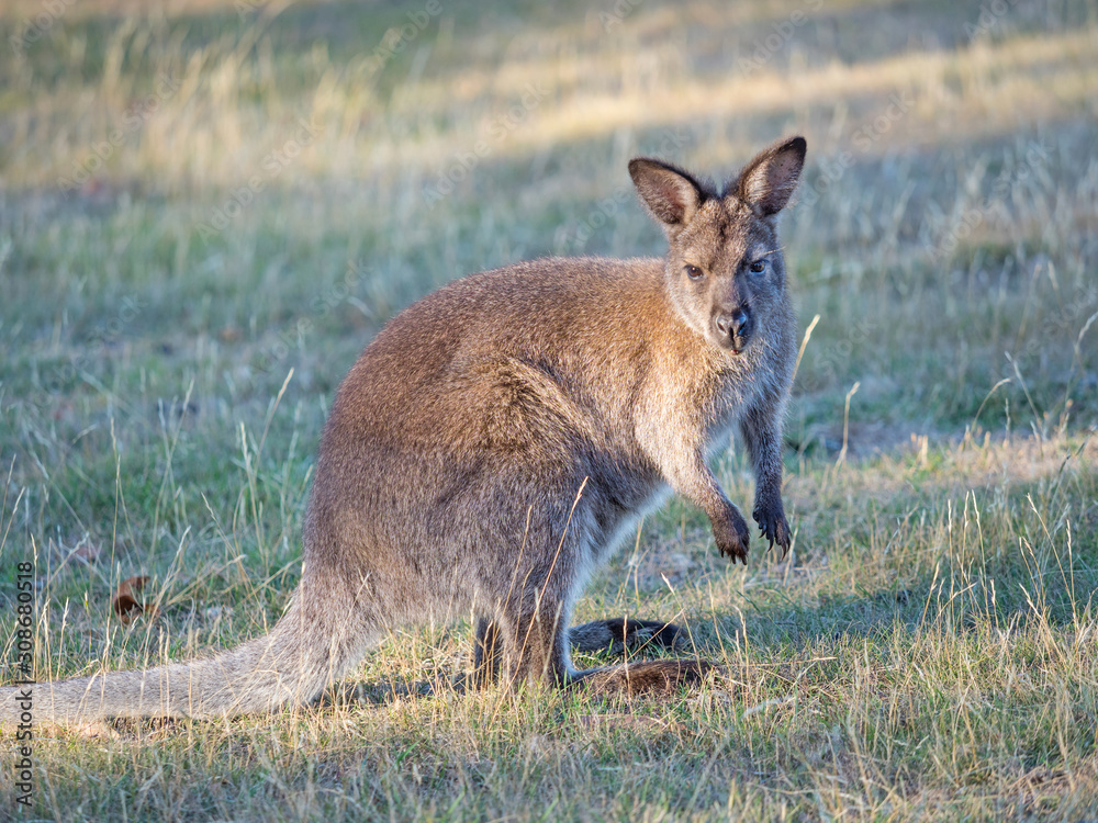 Fototapeta premium Red-Necked Wallaby