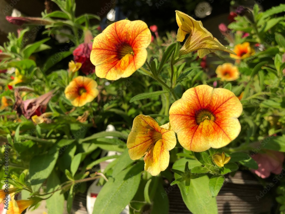 Yellow and red petunia flowers in pots Yellow and red petunia flowers in pots