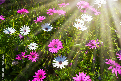 wiese mit bornholmmargeriten blüten photo