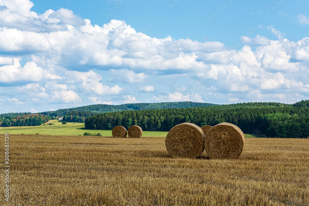 hay rolls in a field in summer