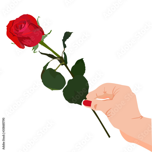 Blooming red rose in hand vector flat isolated illustration