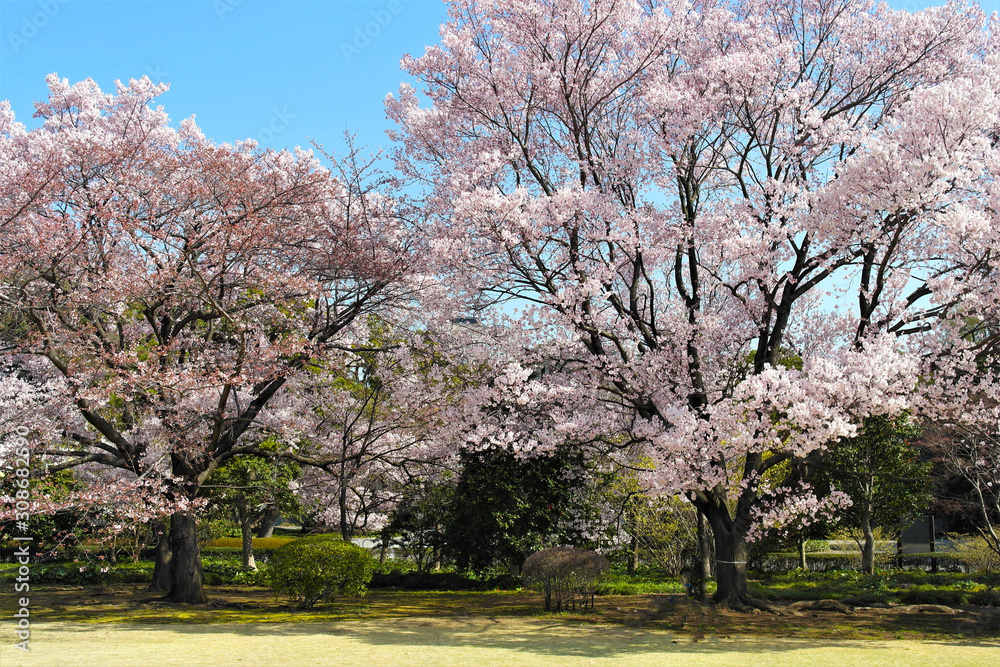 Hanami in Tokyo