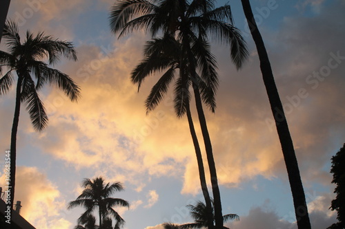 palm trees at sunset