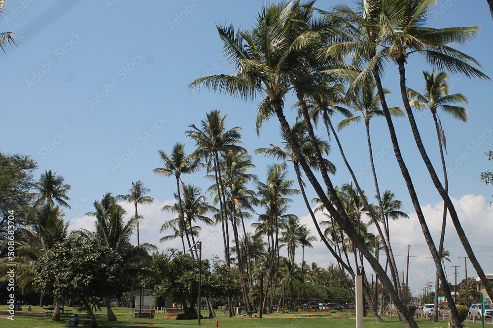 Fototapeta premium Palms