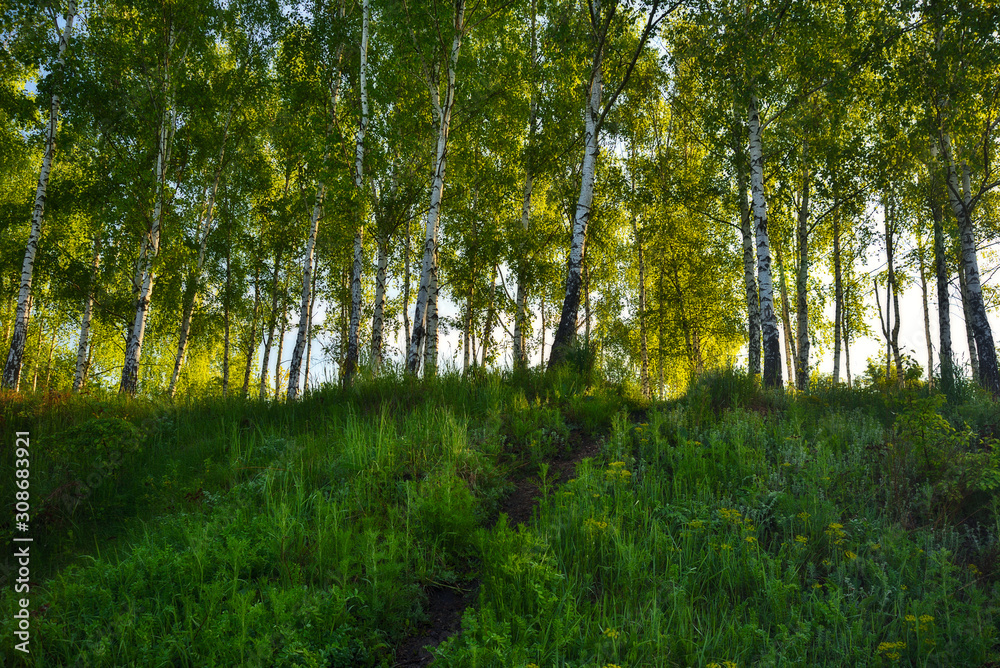 Obraz premium spring forest. dawn in a beautiful forest