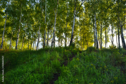spring forest. dawn in a beautiful forest